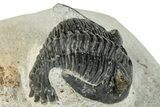 Bargain, Hollardops Trilobite Fossil - Ofaten, Morocco #287456-1